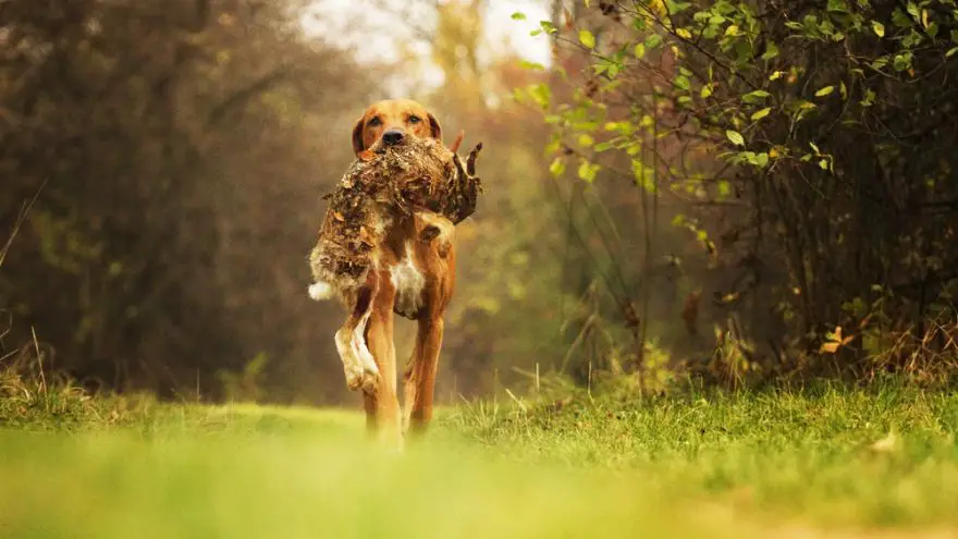 Best All Around Hunting Dogs: Our Top 5! Best All Around Hunting Dogs: Our Top 5!