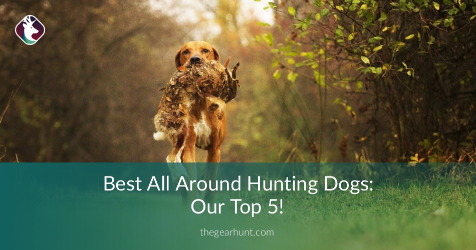 Best All Around Hunting Dogs Our Top 5 List for 2017!