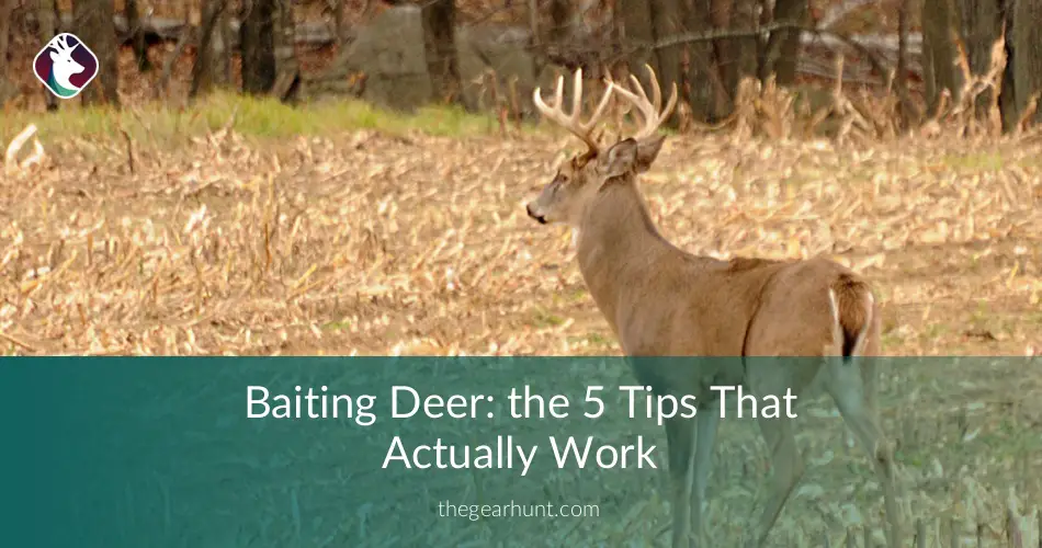 Baiting Deer The 5 Tips That Actually Work (Tried & Tested)⎮TheGearHunt
