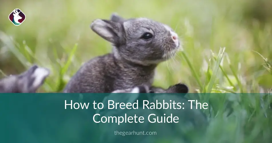 How to Breed Rabbits: The Complete Guide | TheGearHunt