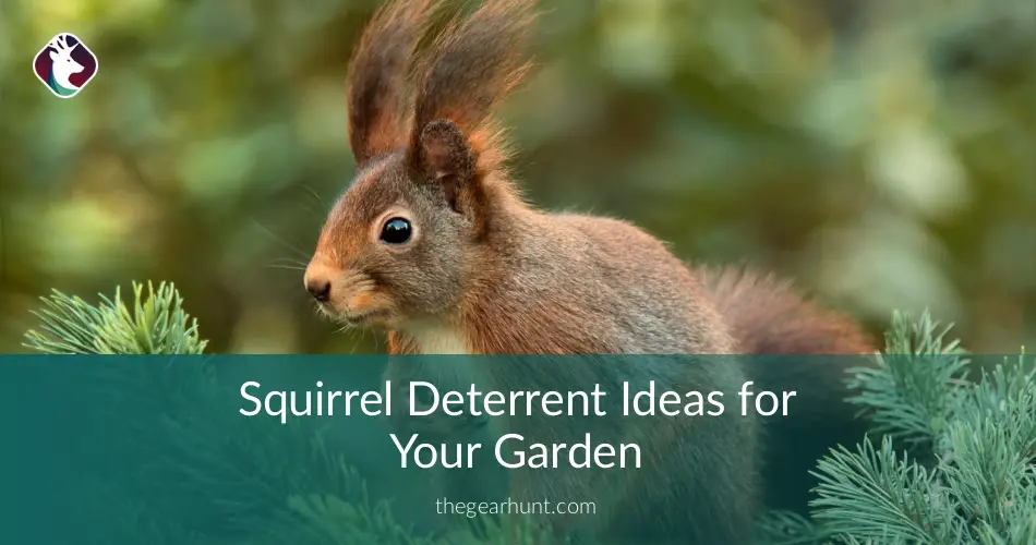 squirrel deterrent