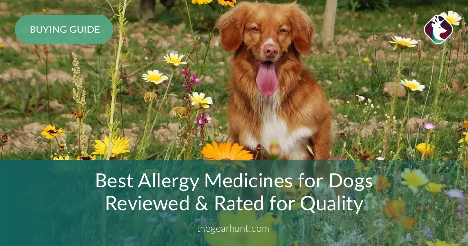 Best Allergy Medicines for Dogs Reviewed & Rated for Quality - TheGearHunt