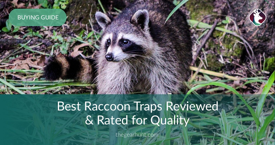 Best Raccoon Traps Reviewed & Rated for Quality TheGearHunt